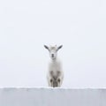 Minimalistic Portraits: Captivating Gaze Of A White Goat On A Snow Covered Wall