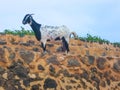 Goats in Sri Lanka on the Mountains