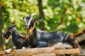 Goats on the Stack of Wood