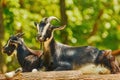 Goats on Stack of Wood