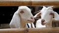 Goats Stand Behind Bamboo Fencing Royalty Free Stock Photo