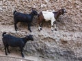Goats stand on vertical wall of the house. Harar. Ethiopia.