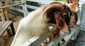 Goats standing behind a wooden fence on a farm