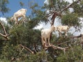 Goats standing on the branches of a tree in Morocco