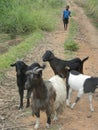 Goats standing in a bush path with herdboy.