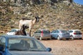 Goats standing on a car in an outside parking lot in Crete Greece