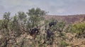 goats standing and climbing in a argan oil tree