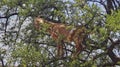 goats standing and climbing in a argan oil tree