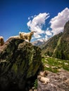 Goats standing on the rock. Beautiful view of Himalayan mountains, Kheerganga, Parvati valley, Himachal Pradesh, India