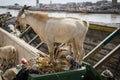 Goats standing in rubbish and trash and eating of it in African coastal town St Louis, Senegal, Africa