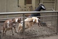 Goats sticking out heads to ask for food Royalty Free Stock Photo