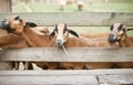 Goats sticking their head out 2