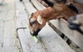 Goats sticking their head out