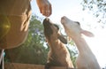 Goats sticking their head out