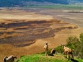 Goats in Stimfalia lake in Peloponnese Greece Royalty Free Stock Photo