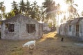 Goats by the Stone houses surrounded by palm trees in Jambiani village in Zanzibar, Tanzania in sunset.