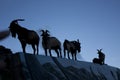 The goats stood on the wall in Orchid Island, Taiwan