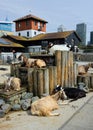 Goats at Surrey Docks City Farm, Rotherhithe, London.UK