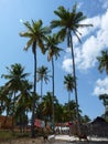 Goats, swaying palms and washing line in tropical Jambiani, Zanzibar