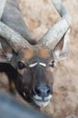 Goats in Thailand national park.