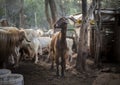 Goats in their Pen