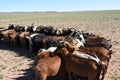 Goats waiting to be Milked in Mongolia