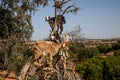 Goats on the trees. flying goats