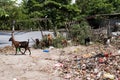 Goats try to find grass among a garbage dump in a Balinese village Royalty Free Stock Photo