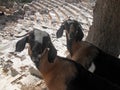 Goats In Turkey At Old Ruins