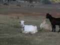 Greek goats at twilight