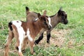Goats Royalty Free Stock Photo