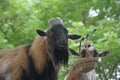 Goats are waiting for food from tourists bring. Goat in the cage, Young goatlings eating hay in a stall on a farm. Royalty Free Stock Photo