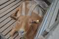 Goats are waiting for food from tourists bring. Goat in the cage, Young goatlings eating hay in a stall on a farm. Royalty Free Stock Photo