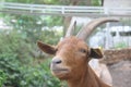 Goats are waiting for food from tourists bring. Goat in the cage, Young goatlings eating hay in a stall on a farm. Royalty Free Stock Photo