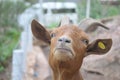 Goats are waiting for food from tourists bring. Goat in the cage, Young goats eating hay in a stall on a farm. Royalty Free Stock Photo