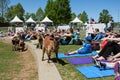 Goats Walk Among People Stretching At Goat Yoga Event