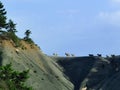 Goats on the edge of the cliff in vourgareli village arta perfecture greece Royalty Free Stock Photo