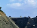 Goats on the edge of the cliff in vourgareli village arta perfecture greece Royalty Free Stock Photo