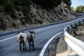 Goats walking in a mountain road Royalty Free Stock Photo