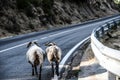 Goats walking in a mountain road Royalty Free Stock Photo