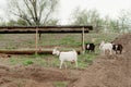 Goats wlaking outdoors at a farm Royalty Free Stock Photo