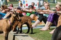 Goats Wander Among People Stretching In Outdoor Goat Yoga Class