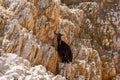 Goats watching the beach at the spectacular Seitan Limania in Chania, Crete