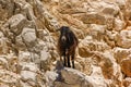 Goats watching the beach at the spectacular Seitan Limania in Chania, Crete