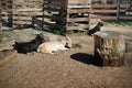 Goats white and black resting lying in a pen on the farm