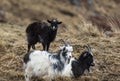 Goats at the Wild Goat Park in Galloway Forest Park. Royalty Free Stock Photo