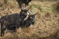 Goats at the Wild Goat Park in Galloway Forest Park. Royalty Free Stock Photo