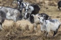 Goats at the Wild Goat Park in Galloway Forest Park. Royalty Free Stock Photo