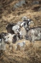 Goats at the Wild Goat Park in Galloway Forest Park. Royalty Free Stock Photo