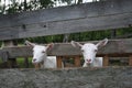 Goats in wooden stockyard